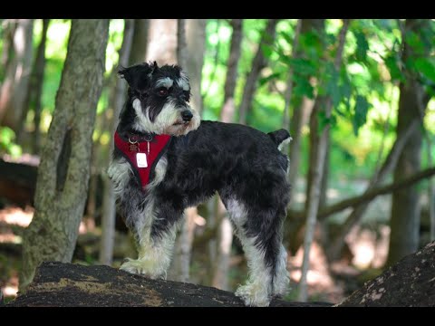 3  ADL Sneaky Behaviours and Actions