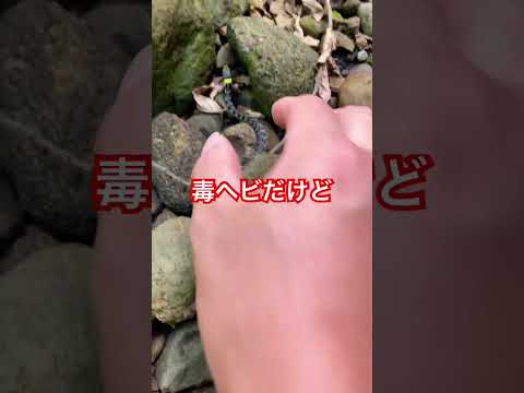 自然に毒蛇を追い払う方法は？傷つけずに追い払う5つのヒント  庭園