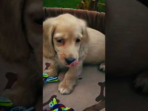 Dachshund puppy for sale