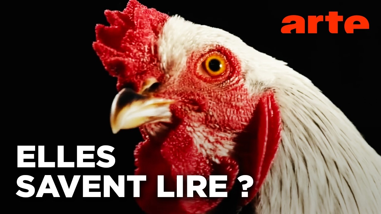 L'intelligence que nous refusons de voir | Super Poulet | ARTE