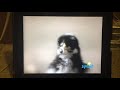Sesame Street What Sound Does A Baby Chick Make