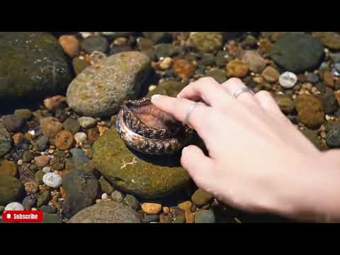 🔴 The FRESHEST Abalone ASMR You'll Ever See | Close-Up Visuals & Natural Ocean Sounds