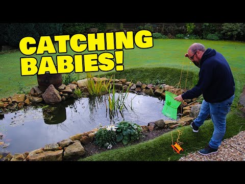 Catching baby goldfish in my pond!