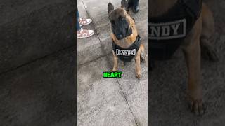 Cute Police Dog Training😍