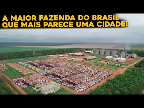 CONHEÇA POR DENTRO DA FAZENDA RONCADOR - MAIOR FAZENDA DO BRASIL!