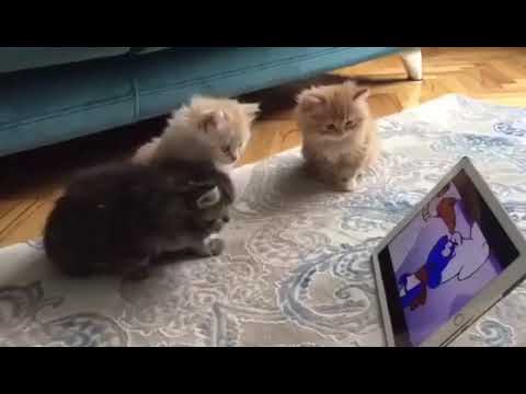 Very Funny Video 3 cats😅