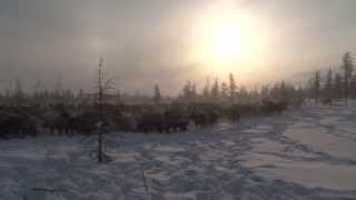 trailer Voices from the Tundra