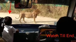 preview picture of video ''Tirupati ZOO' | Lion Safari at Sri Venkateswara Zoological park Tirupati Andhra Pradesh India'