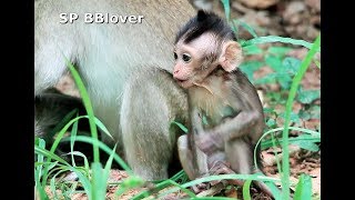 Big Bertha Fighting Fat Mom Monkey Possum Steal Baby - BBlover 149