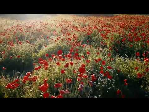 #Beautiful View on flowers - Planet Earth Amazing Nature scenery and The best Relax Music