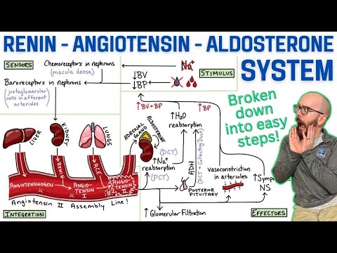 Renin-Angiotensin-Aldosterone System (RAA System) | Made easy with a step-by-step explanation!