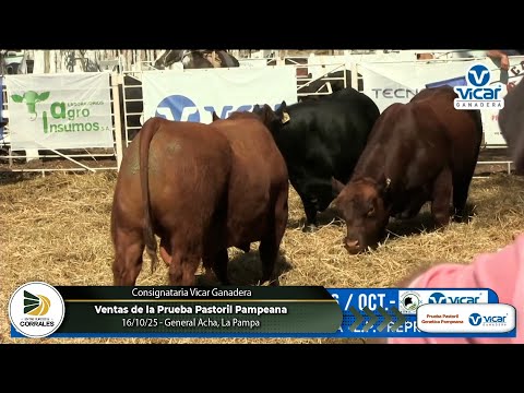 16-10-25 - Ventas de la Prueba Pastoril Pampeana - General Acha, La Pampa