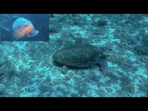 Le tartarughe di mare spiegate ai bambini