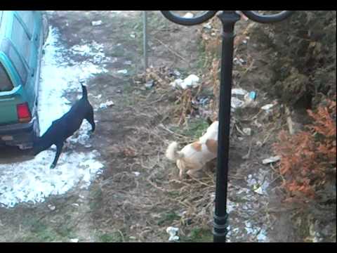 Stray dogs in Medgidia, Romania 2011