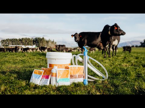 How to re-hydrate a cow using SELEKT pump-drench system