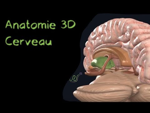 Description Anatomique 3D du cerveau (Naturosoutien)