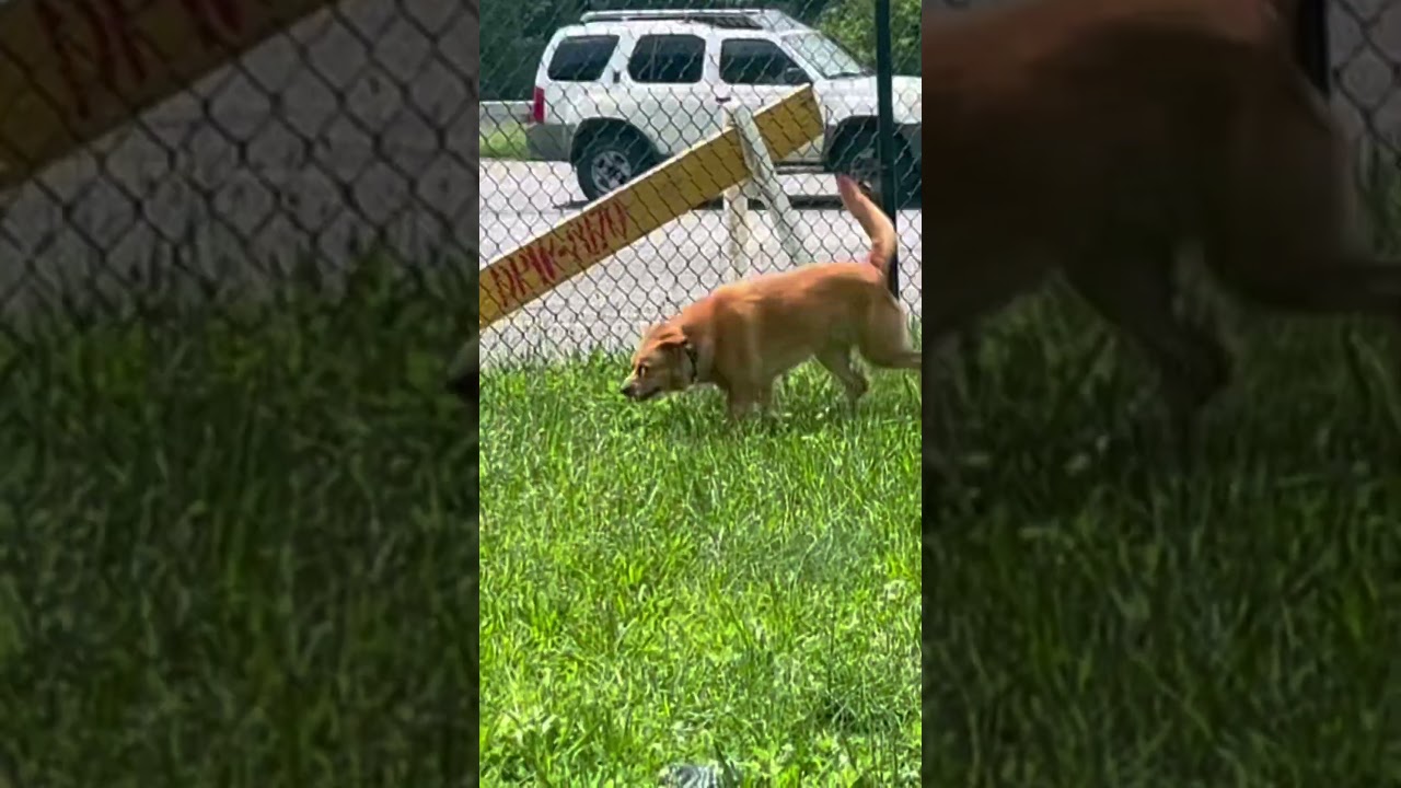 Ducky, an adopted mixed breed in Yonkers, NY video 5/6