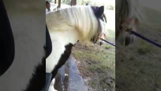 &quot;Romeo&quot; Gypsy Vanner Stallion