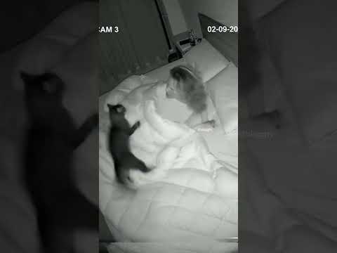 I Blinked at 3AM and My Cats Started Round Three 😭