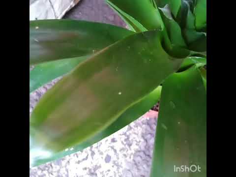 , title : 'نبتة فيرسيا Vriesea(نبات الزينة) سمحو لية معرفتش الفيديو الأول تحت مقلوب🌹👌'