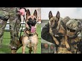 Extreme Trained and Disciplined Belgian Malinois | Military Dogs | Best of Belgian Malinois