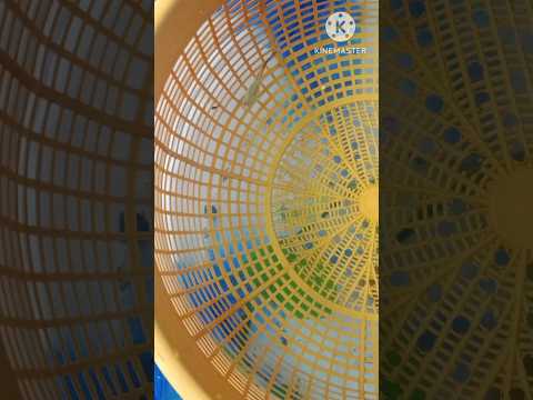 life struggle 😱🤔🤔 of Guppy kutty| life struggle of Guppy fry|guppy lifecycle