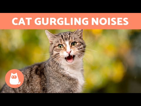 My CAT Makes WEIRD NOISES With Their THROAT 🐱 What's Wrong?
