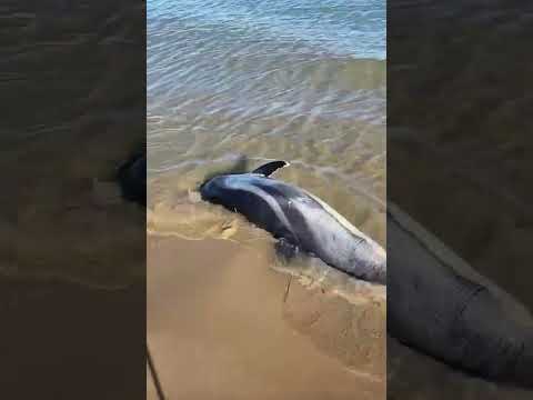 Dolphin stranded in Termoli
