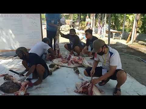 Penyembelihan hewan kurban 1441 H RT 06 PMI