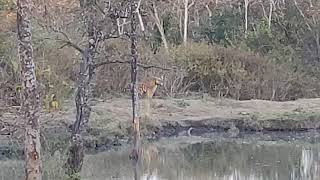 preview picture of video 'Tiger tank - kabini'