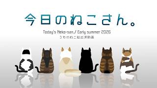 【猫動画】ずっと今日のねこさんでいいのに。2026初夏