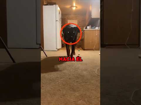 ESTEVEN es el PERRO MÁS ATERRADOR del MUNDO 😱😨 #shorts #animales #perros #terror #miedo #susto #fail