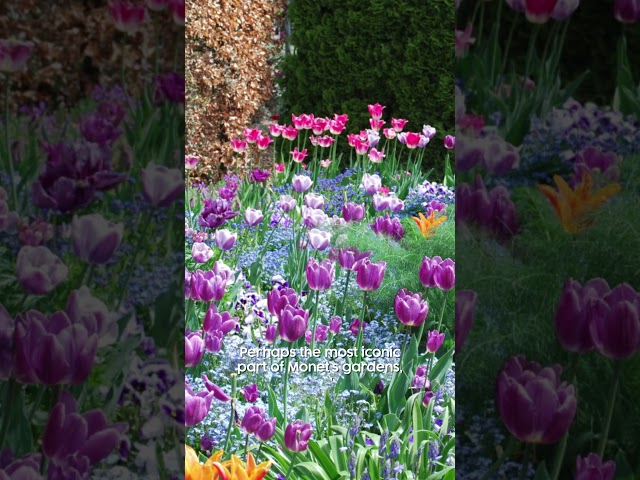 Vídeo relacionado con Claude Monet-Poplars at Giverny - Pósteres artísticos para pared, impresión artística, lienzo, obras de arte estéticas, 60 x 90 cm
