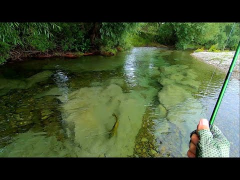 Fluefiskeri efter store bækørreder i New Zealand