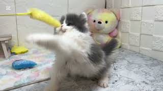 ブリティッシュロングヘアの動画01