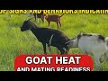 Top Signs And Behaviors Indicating Goat Heat And Mating Readiness