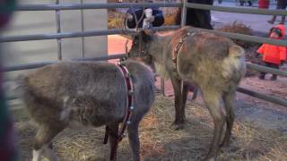 Oregon Christmas walk