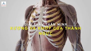 Các Xương Và Khớp của Thành ngực