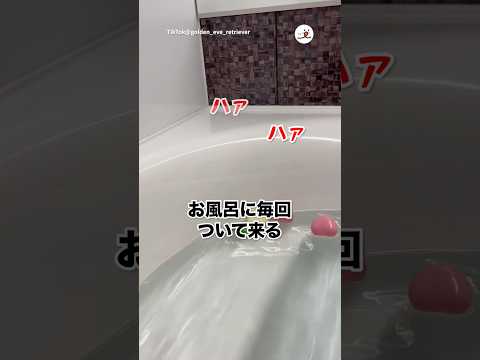 風呂浸かっててもこれ🛀｜PECO