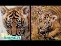 Baby Tiger Cubs Disney Animals Disney Junior