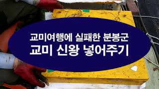 분봉군에 교미 신왕 넣어 주기, 교미 신왕 합봉 후 적응 상태 점검