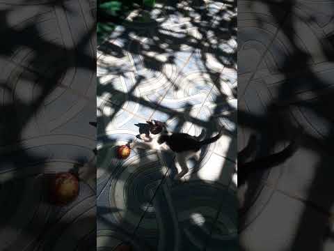 New  kitttem Cinthia