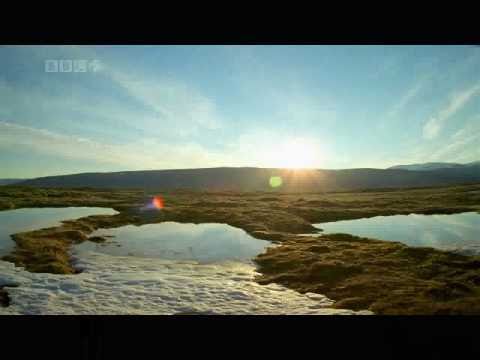 BBC Best of Earth and Wildlife - featuring Jennifer Lynn's  