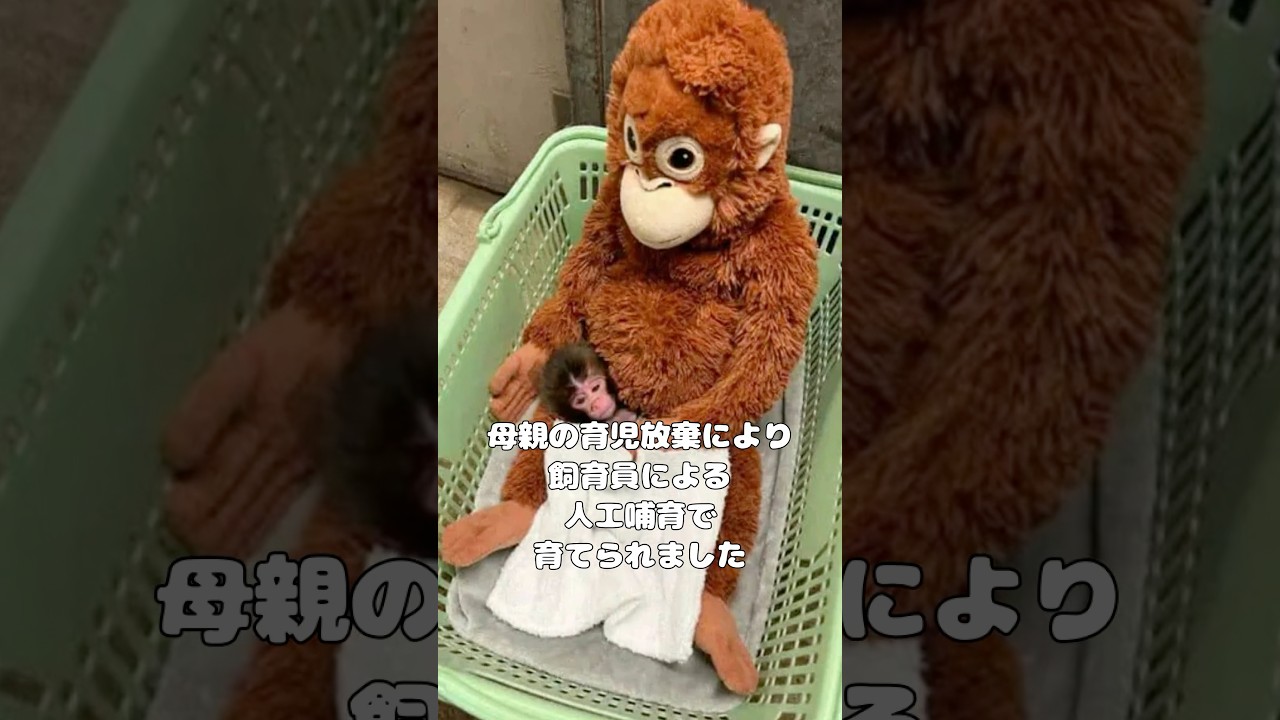 母親に育児放棄され人口哺育で育てられた子ザルのパンチくん #感動 #パンチくん #ニホンザル