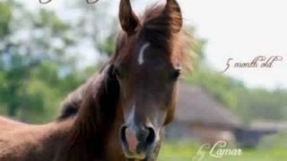 preview picture of video 'El Luwanaya Arabians - Stud Impressions'