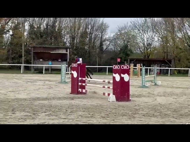 Poney welsh c CSO 