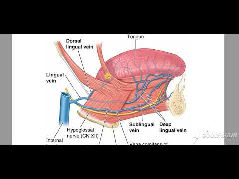 Venous drinage of tongue