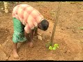 Department Of Export Agriculture ගම්මිරිස් වගාවට අත්වැලක�