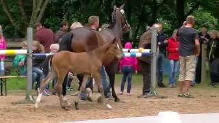 Video of Grandiosa