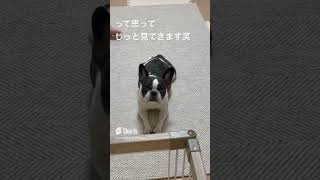 そんなに見ないで🫣  #vlog #frenchie #フレブル#shorts 　　　　　　　　　　　　　　　　"Don't look so much."